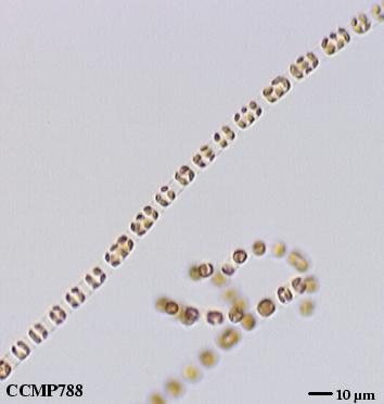 CCMP1748 | NCMA at Bigelow Laboratory